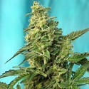 Green Poison - F1 Fast Version (Sweet Seeds) feminizada