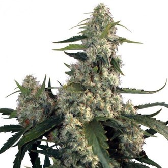 Quasar (Buddha Seeds) feminizada