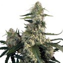 Quasar (Buddha Seeds) feminizada
