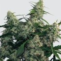 Quasar (Buddha Seeds) feminizada