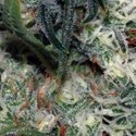 Quasar (Buddha Seeds) feminizada