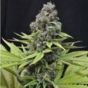 CBD Shark Shock (CBD Crew) feminizada