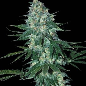 El Alquimista (Samsara Seeds) feminizada