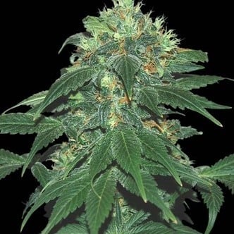 Punky Lion (Samsara Seeds) feminizada