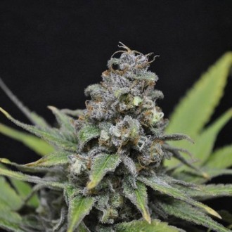 CBD Critical Mass (CBD Crew) feminizada