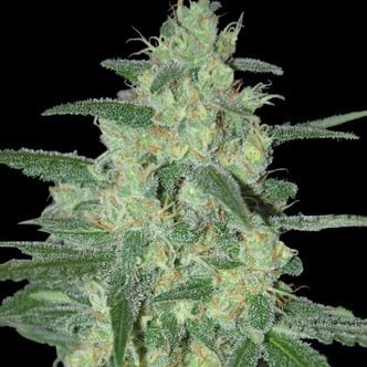 Holy Grail 69 (Samsara Seeds) feminizada