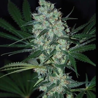 Green Love Potion (Samsara Seeds) feminizada