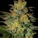 Spiritual Punk (Samsara Seeds) feminizada