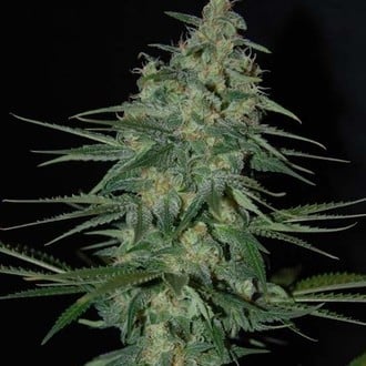 Sweet Black Angel (Samsara Seeds) feminizada