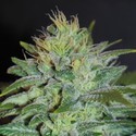 Sweet Black Angel (Samsara Seeds) feminizada