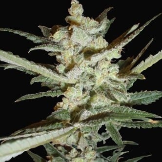 Supersonic Cristal Storm Automatic (Samsara Seeds) feminizada