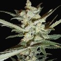 Supersonic Cristal Storm Automatic (Samsara Seeds) feminizada