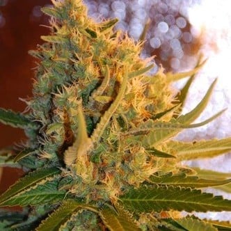 Shot Adrenaline Automatic (Samsara Seeds) feminizada