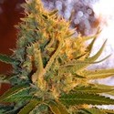 Shot Adrenaline Automatic (Samsara Seeds) feminizada