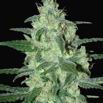 Thunder Bloody Mary Automatic (Samsara Seeds) feminizada