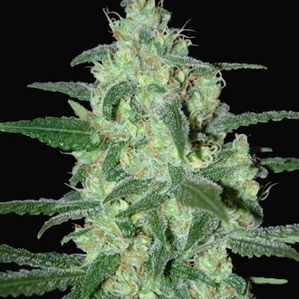 Thunder Bloody Mary Automatic (Samsara Seeds) feminizada