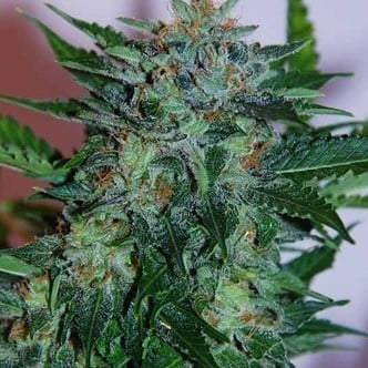 Flash Babylon (Samsara Seeds) feminizada