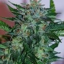 Flash Babylon Auto (Samsara Seeds) feminizada