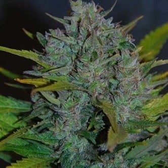 Ultraviolet Automatic (Samsara Seeds) feminizada