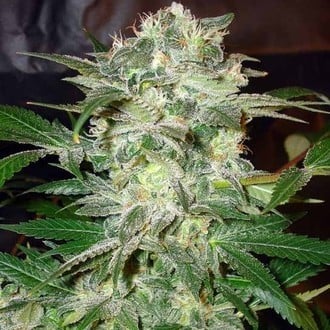 Mazar Kush (World Of Seeds) feminizada