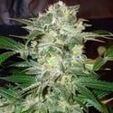 Mazar Kush (World Of Seeds) feminizada