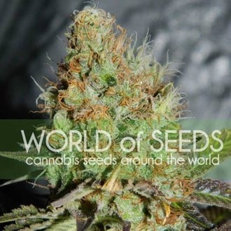 Afghan Kush Special (World Of Seeds) feminizada