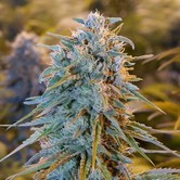 Blue Dream (Humboldt Seeds) feminizada