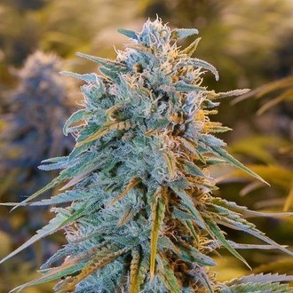 Blue Dream (Humboldt Seed Organization) feminizada