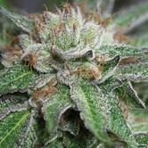 Bubba Kush (Humboldt Seeds) feminizada