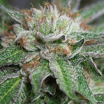 Bubba Kush (Humboldt Seeds) feminizada