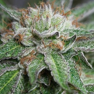 Bubba Kush (Humboldt Seed Organization) feminizada