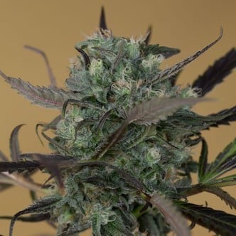 ChemDawg (Humboldt Seeds) feminizada