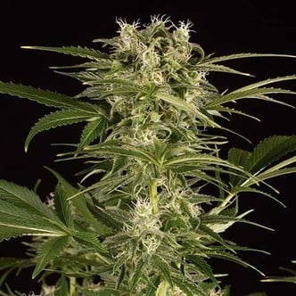 Lemon Juice Express Auto (Humboldt Seeds) feminizada