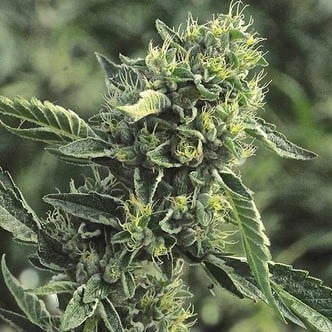 OG Kush (Humboldt Seeds) feminizada