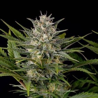 Pineapple Skunk (Humboldt Seeds) feminizada