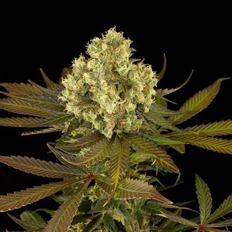 Sour Blueberry (Humboldt Seeds) feminizada