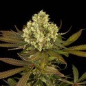 Sour Blueberry (Humboldt Seed Organization) feminizada