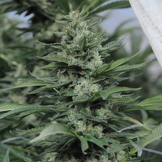 Sour Diesel 2 (Humboldt Seeds) feminizada