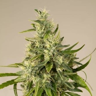 Trainwreck (Humboldt Seed Organization) feminizada