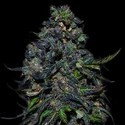 Taison Auto (VIP Seeds) feminizada