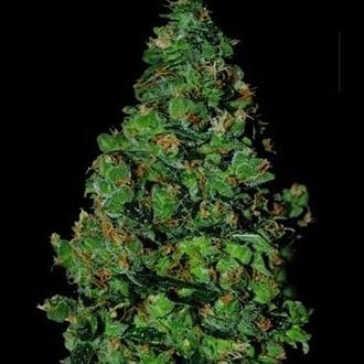 Membrana Hiper Auto (VIP Seeds) feminizada