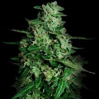 Northern Delights Auto (VIP Seeds) feminizada