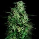 Northern Delights Auto (VIP Seeds) feminizada