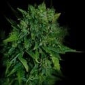 VIP Auto (VIP Seeds) feminizada