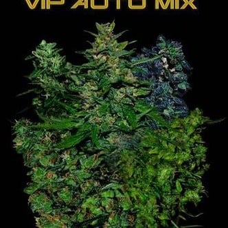 VIP Auto Mix (VIP Seeds) feminizada