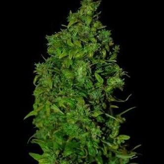 VIP Dwarf Auto (VIP Seeds) feminizada