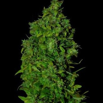 VIP Dwarf Auto (VIP Seeds) feminizada