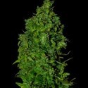 VIP Dwarf Auto (VIP Seeds) feminizada