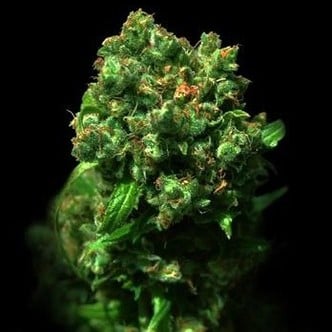 Cheese (VIP Seeds) feminizada