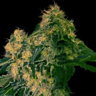 Torpedo (VIP Seeds) feminizada